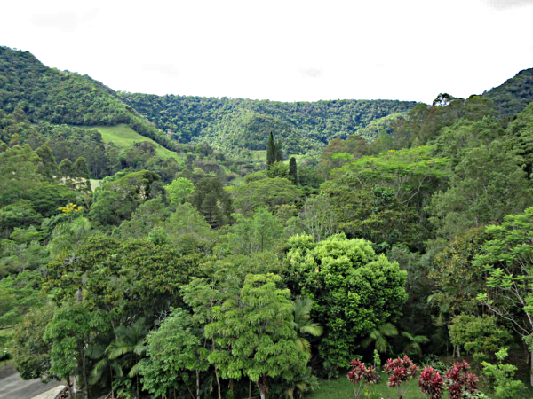 Aufgeforstete Fläche